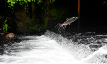 Bradana means salmon